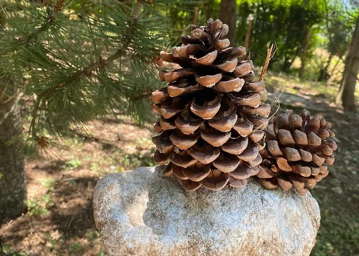 ベッド・アンド・ブレックファスト Casale Trifoglio